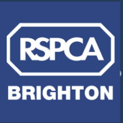 RSPCA Brighton